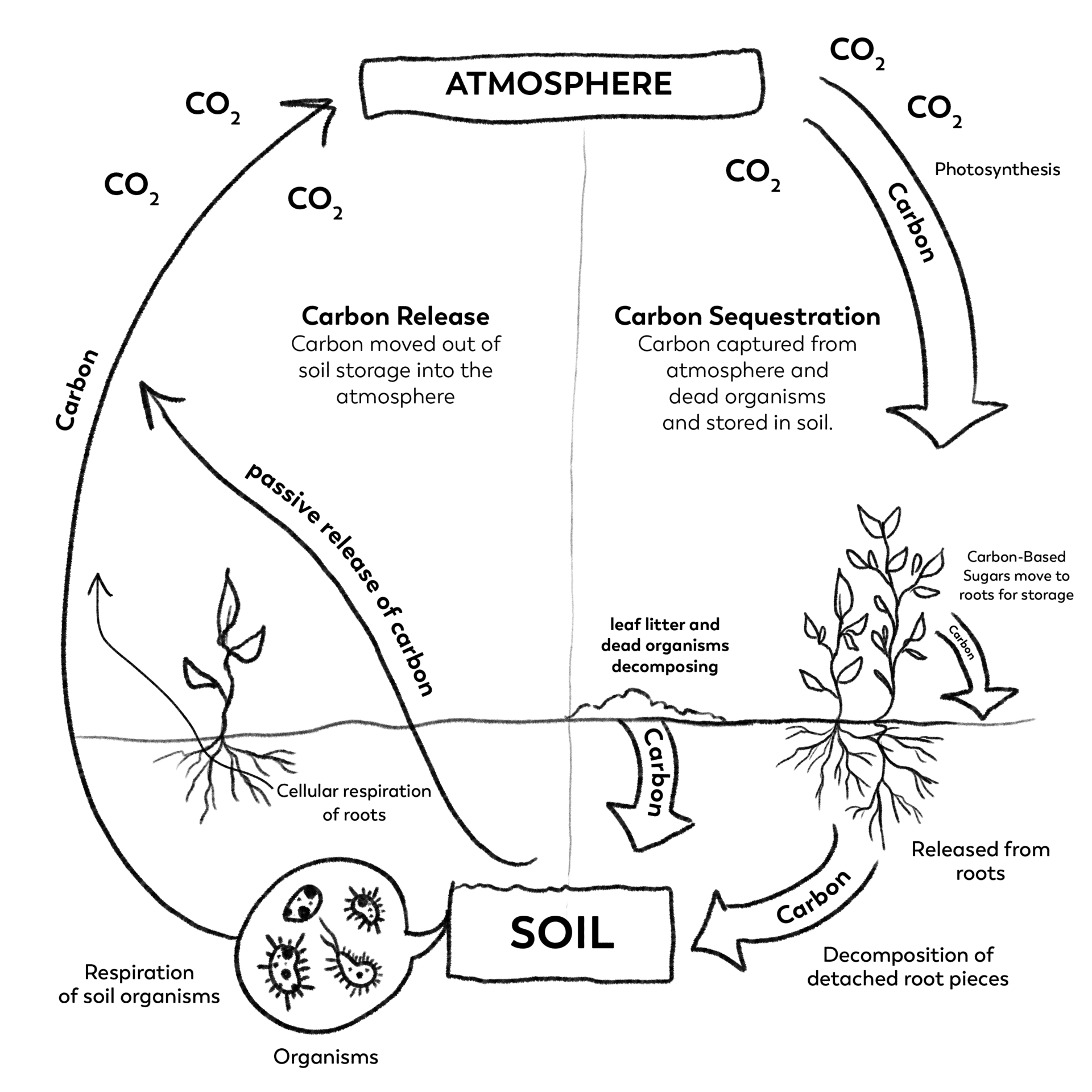 newcarboncycle