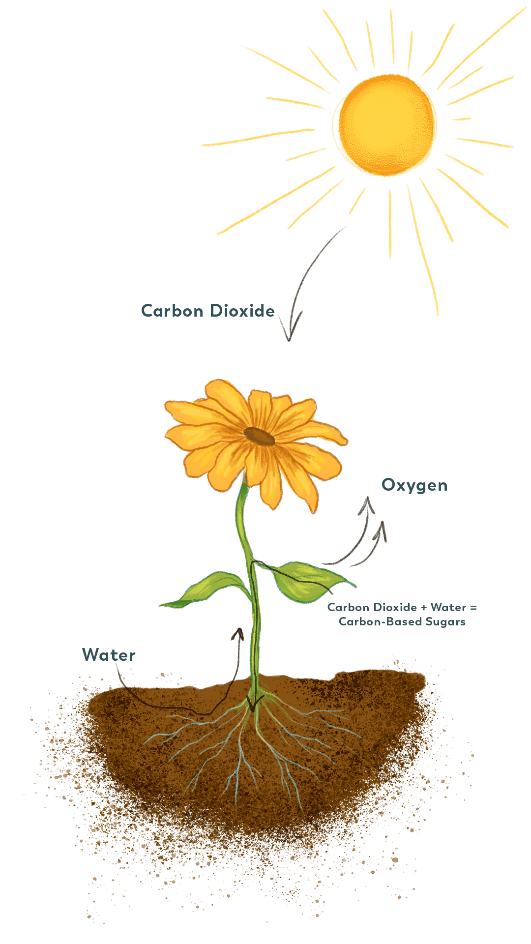 photosynthesis-v3