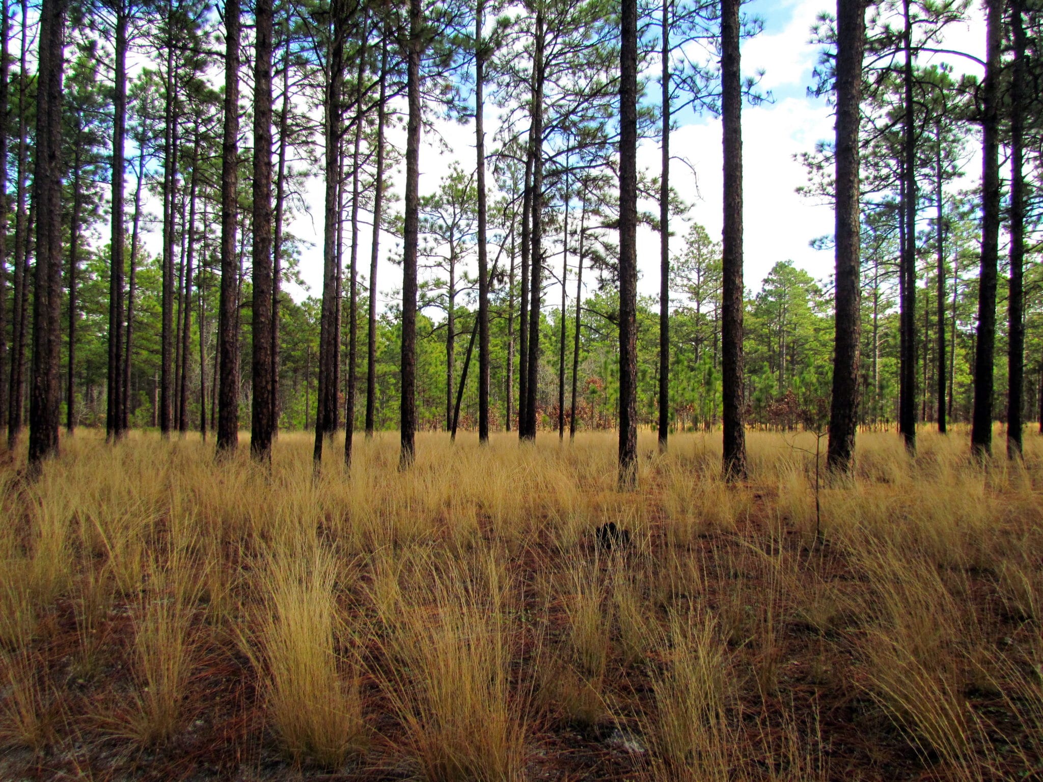 longleaf pine savannah