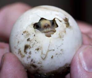 GTEgg