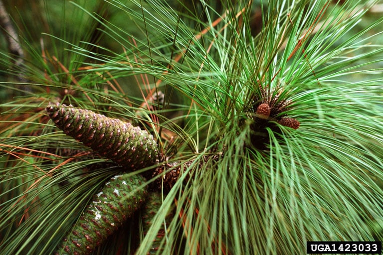 cone-needles