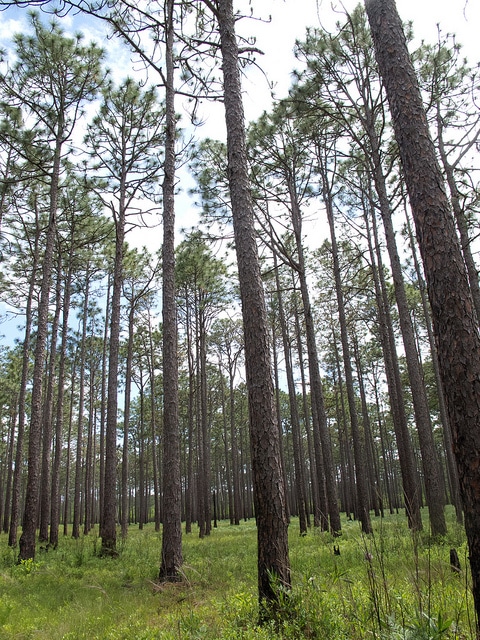 longleaf-pine_NC