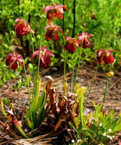 Photos from https://encyclopediaofalabama.org/ by Wayne Barger