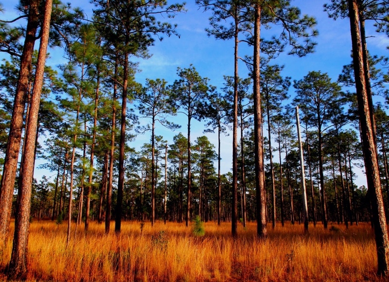 CoastalPlain