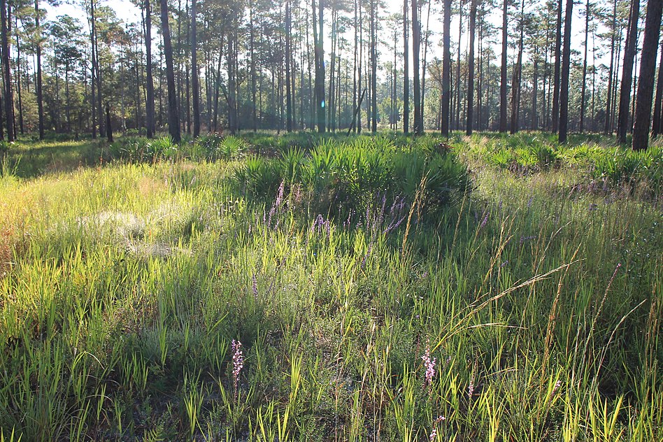 Flatwoods_at_Austin_Cary_Forest