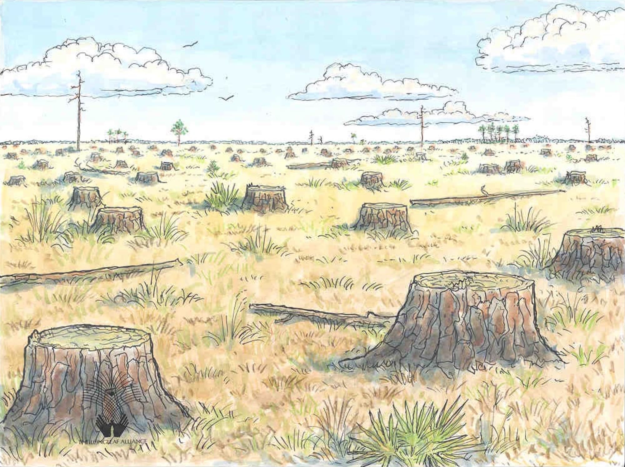 LLA-stumps