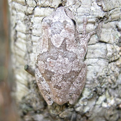 PinewoodTreefrog