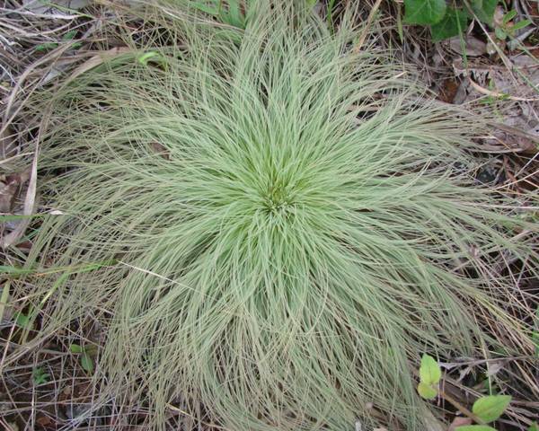hairsedge