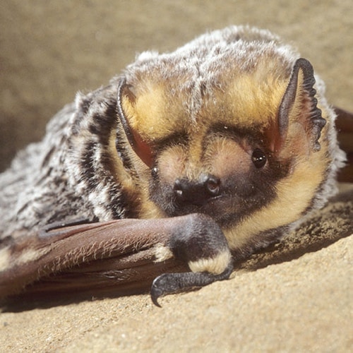 hoarybat