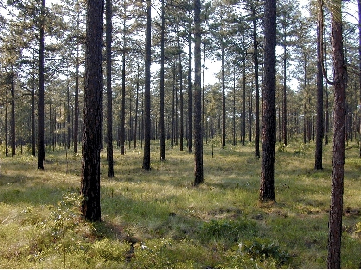 sandhills