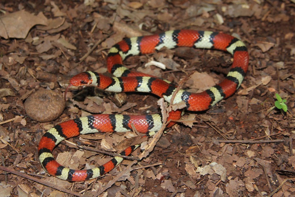 scarlet_kingsnake
