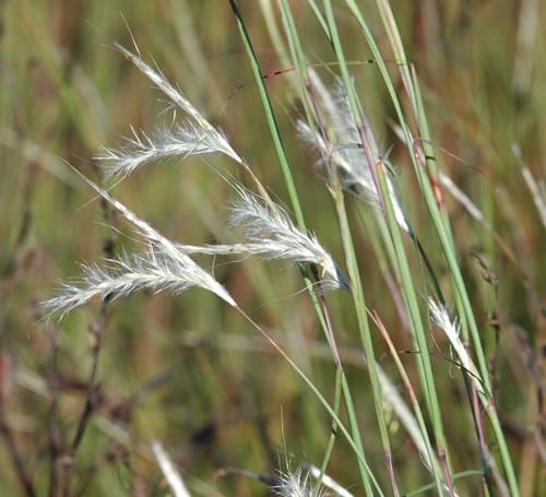splitbeard_bluestem