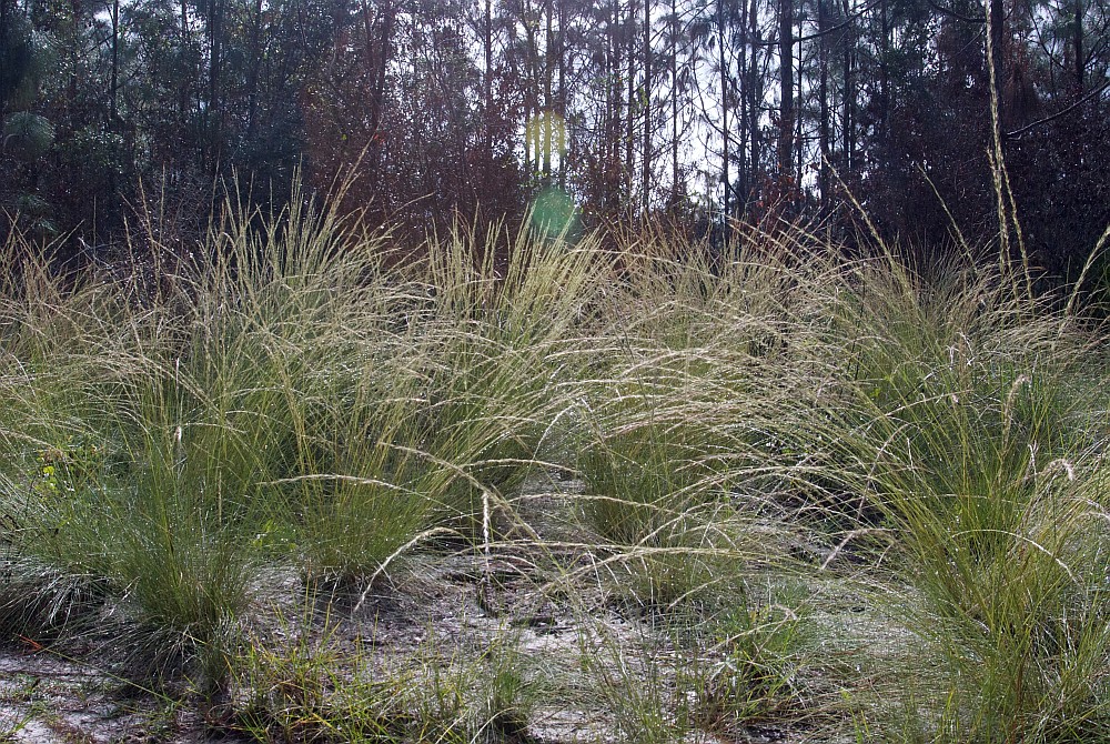 wiregrass