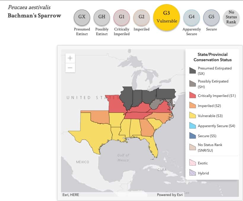 State level conservation status for Bachman's Sparrow. NatureServe 2020