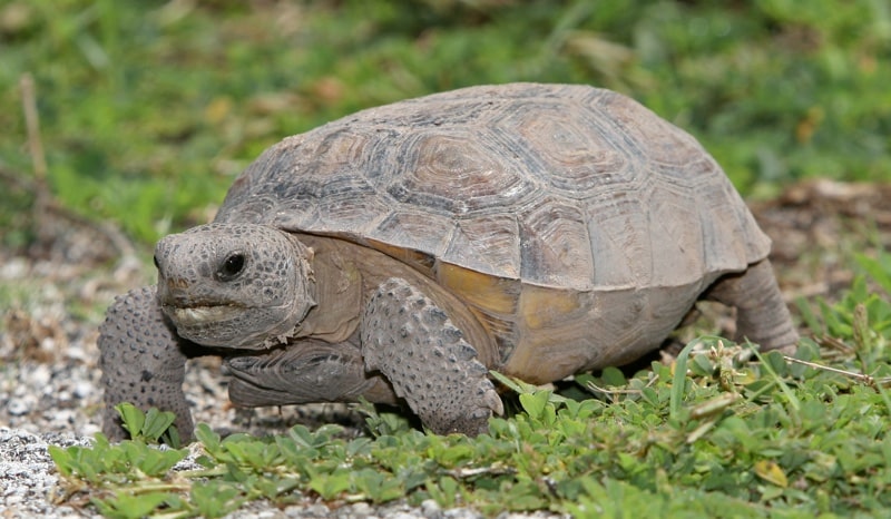 GopherTort1