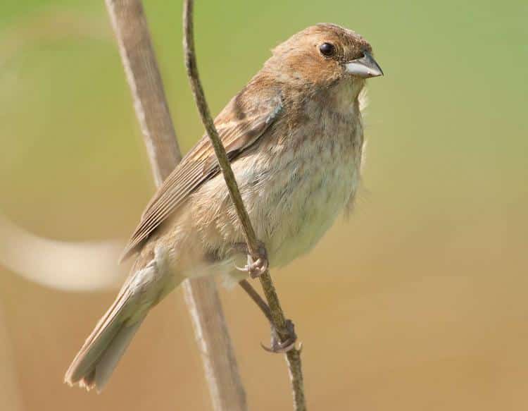 female indigo bunting