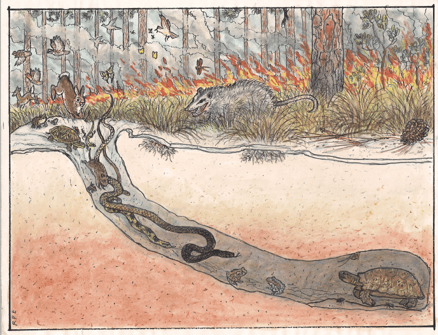 Many different species hide from fire in the gopher tortoise burrow. Courtesy of Longleaf Alliance