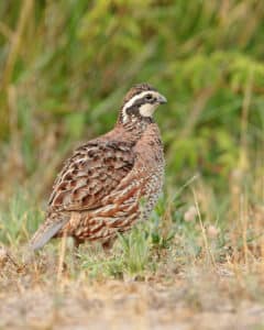 bobwhite2