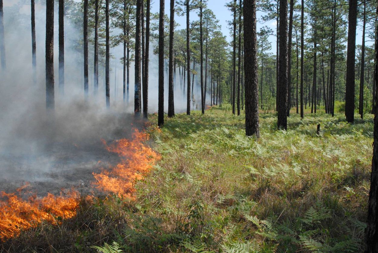 Controlled or prescribed fire