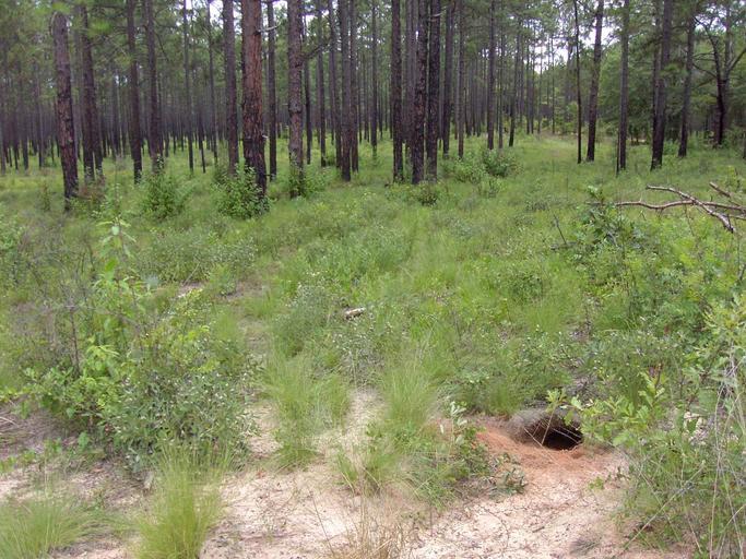 gopherTort-burrow