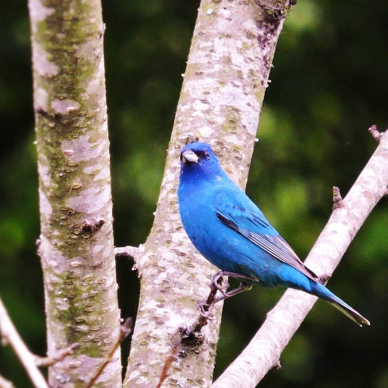 indigo1