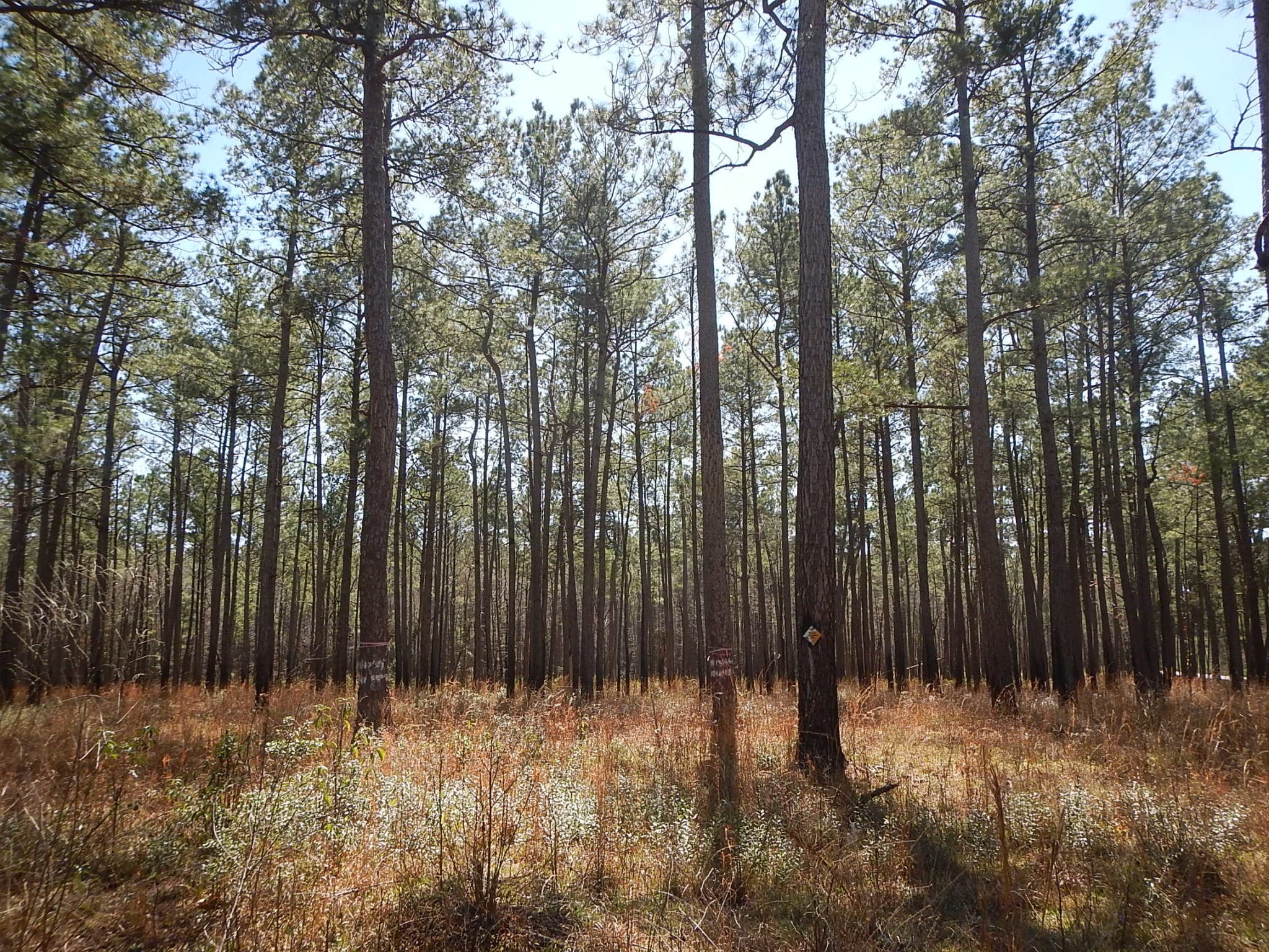 Forest #2