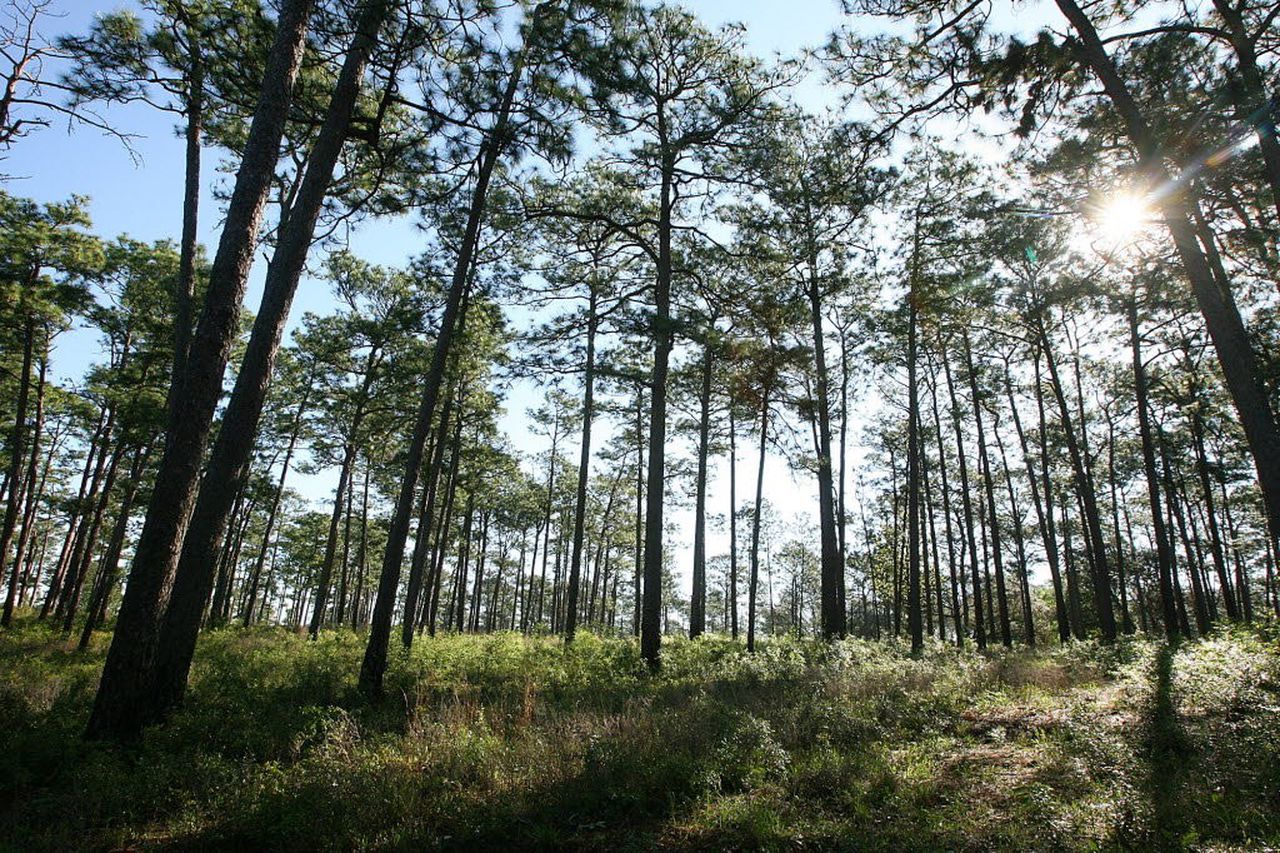 longleaf-pinejpg