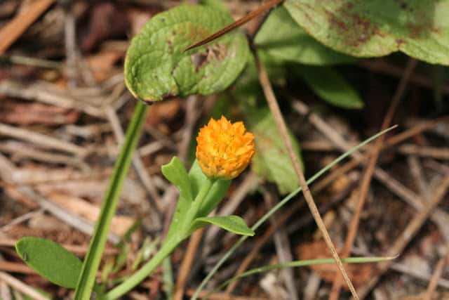 orange-milkwort3