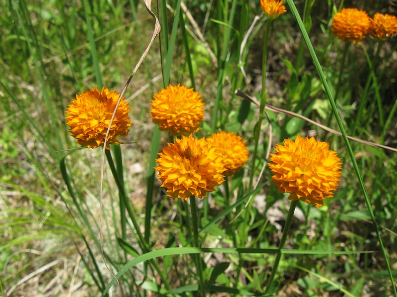 orangemilkwort4