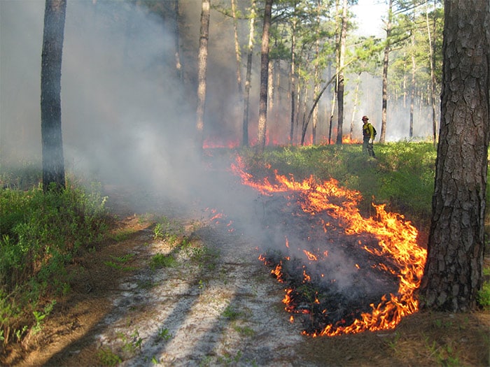 prescribed burn