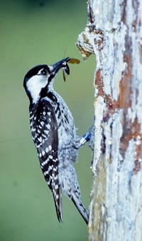 Source: USFS. Photo by Jim Hanula