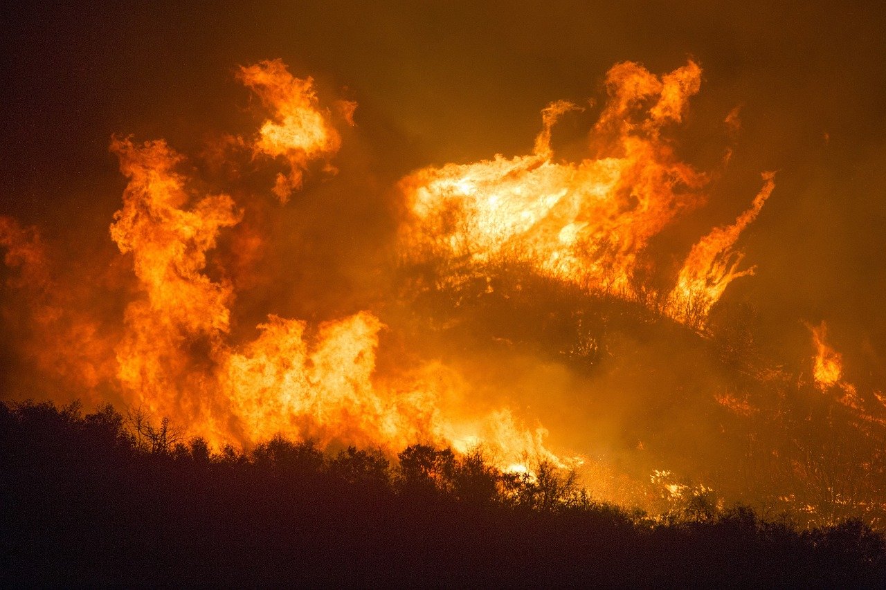 Wild fire 