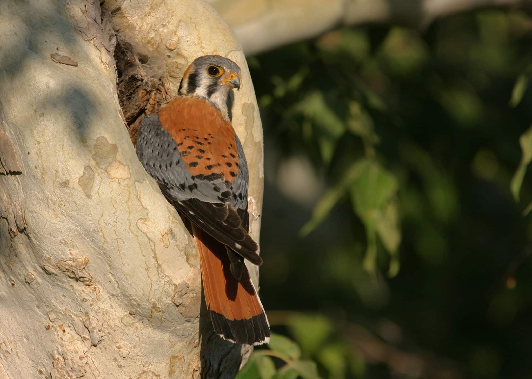 American_Kestrel_(Falco_sparverius)_(14547482002)