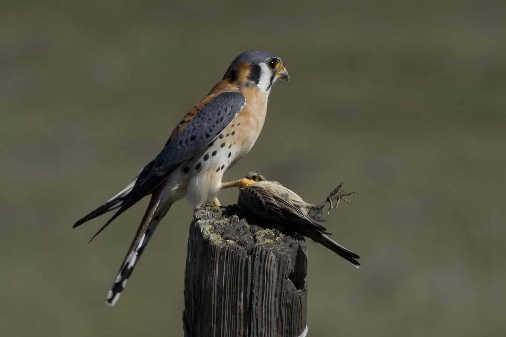 American_Kestrel_and_American_Pipit_(2256510207)