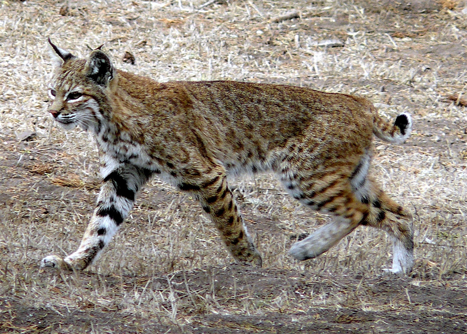 Bobcat_photo