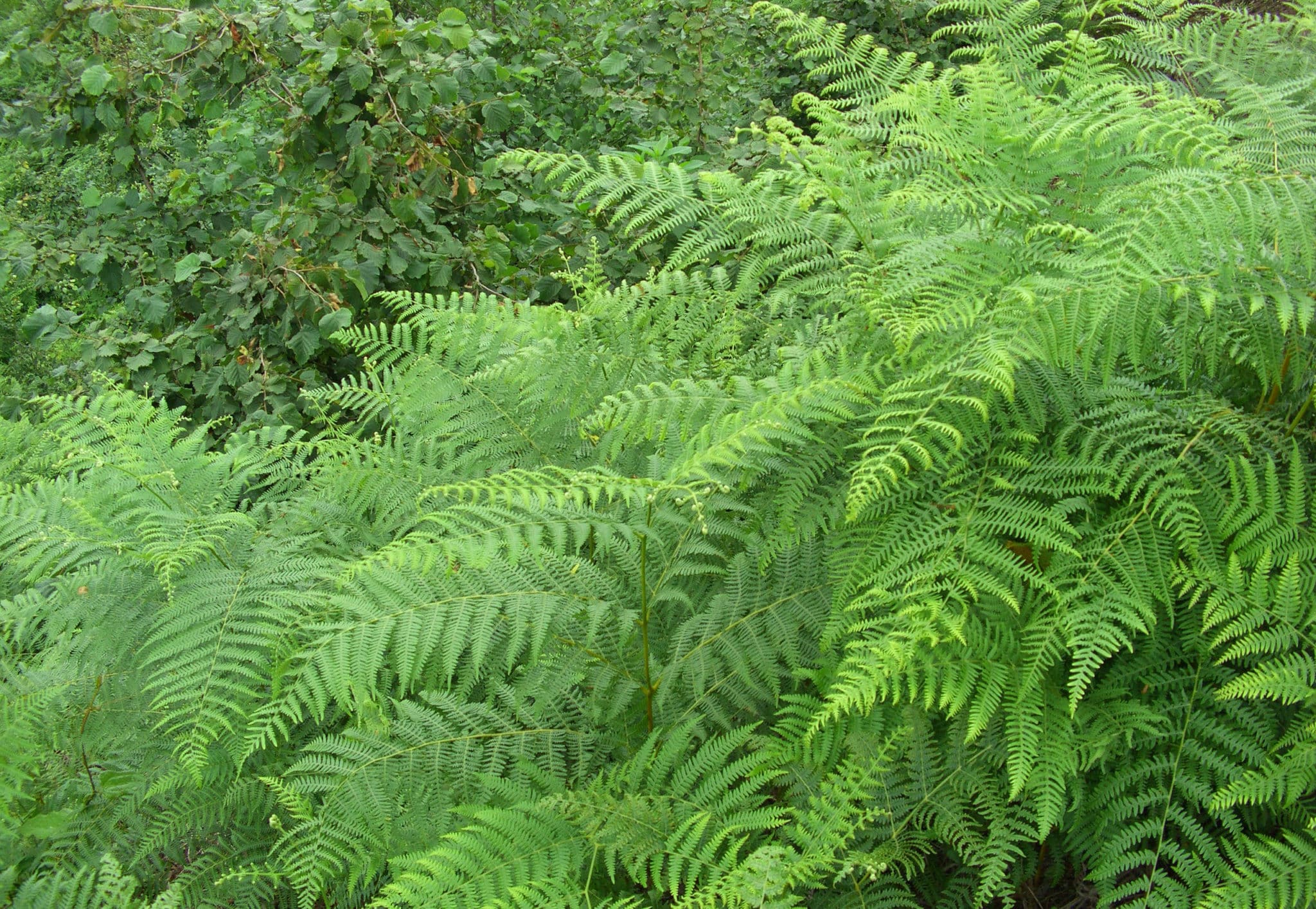 Bracken_ferns_-_Pteridium_aquilinum