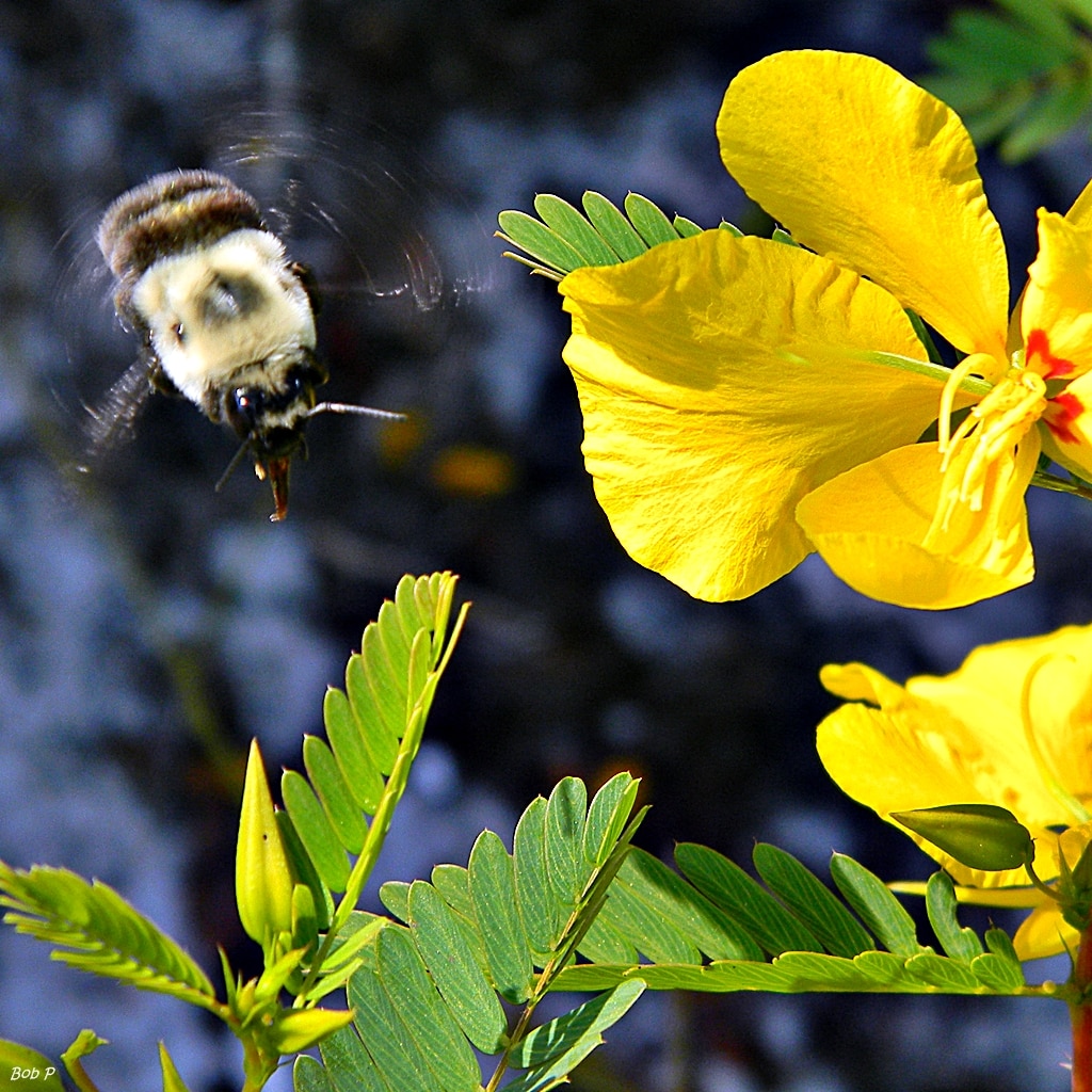 Bumble_Bees_Love_Partridge_Peas_(7475614008)