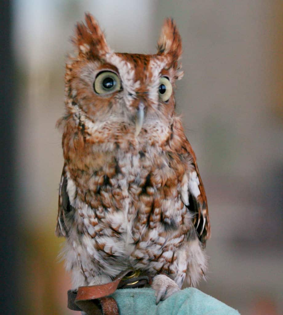Eastern_Screech-Owl_(Megascops_asio)_RWD