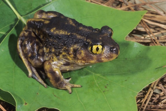 Easternspadefoot2