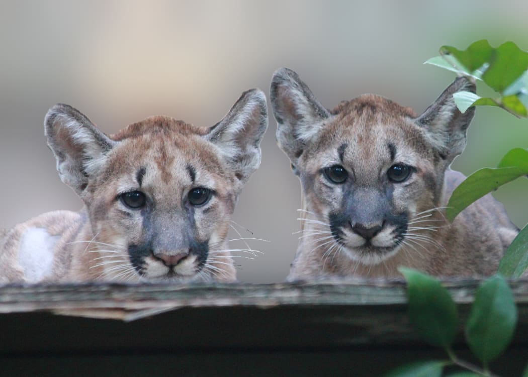 Florida_Panther_Kittens_at_White_Oak