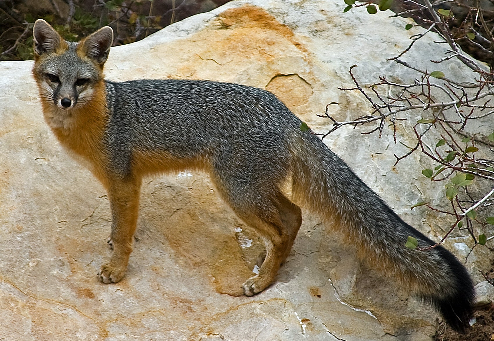 Gray Fox	
Red Rock Canyon
Nevada