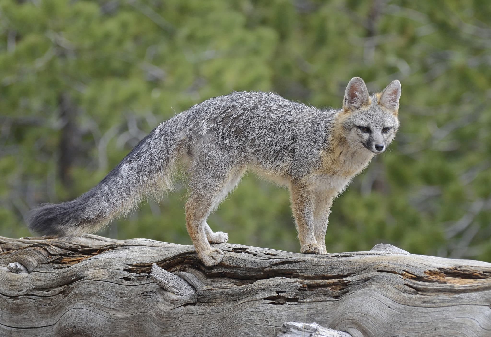 Gray_Fox_DSC6870