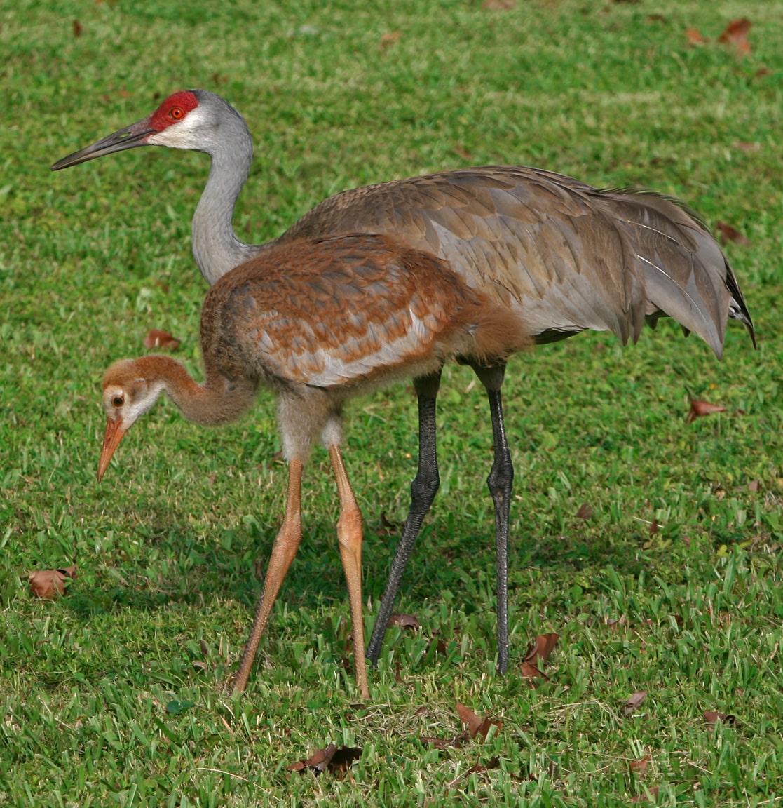 Grus_canadensis