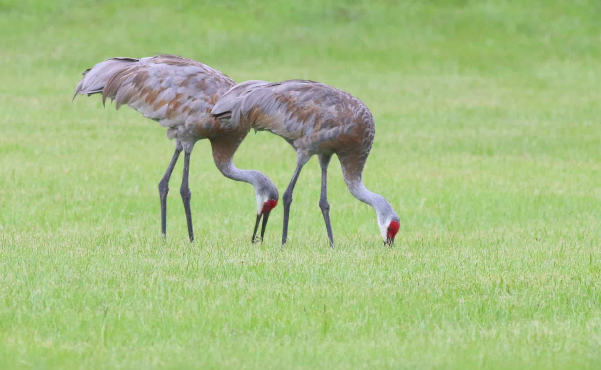 Sandhill Cranes