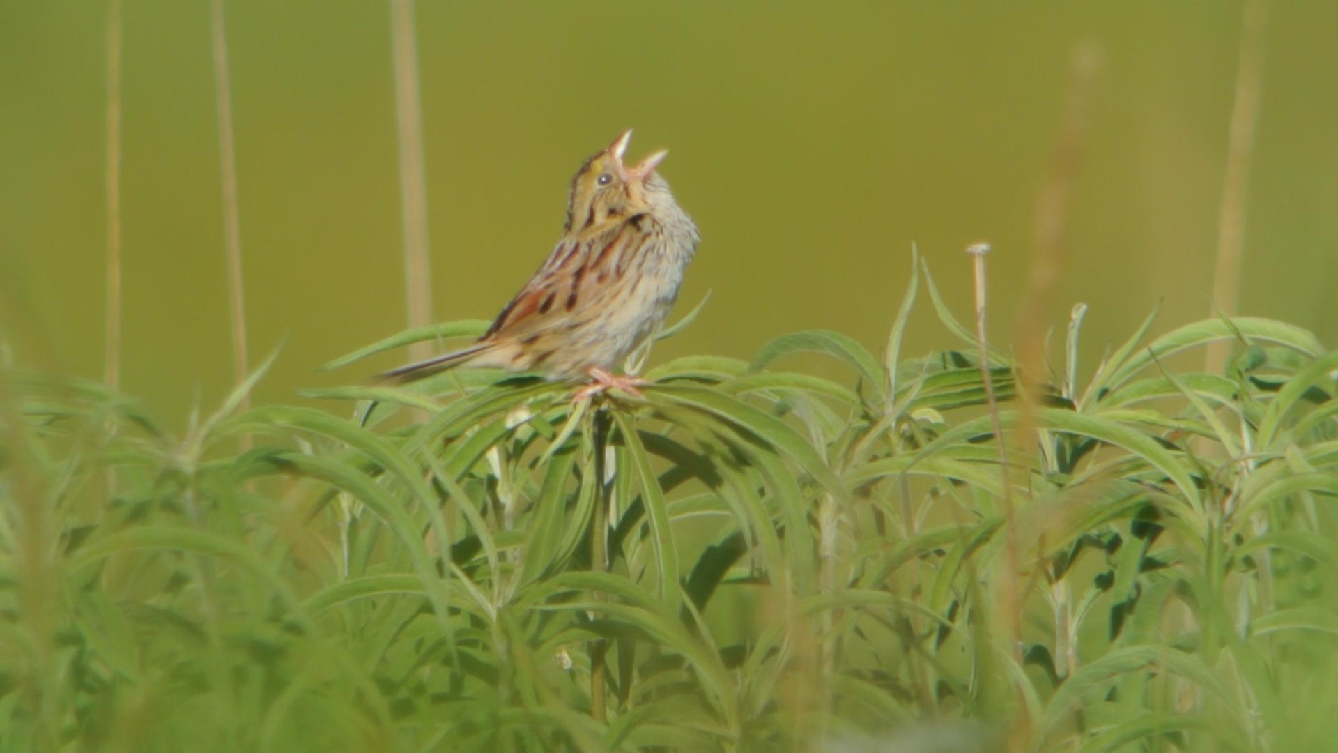 Henslow's_Sparrow_(8369479186)