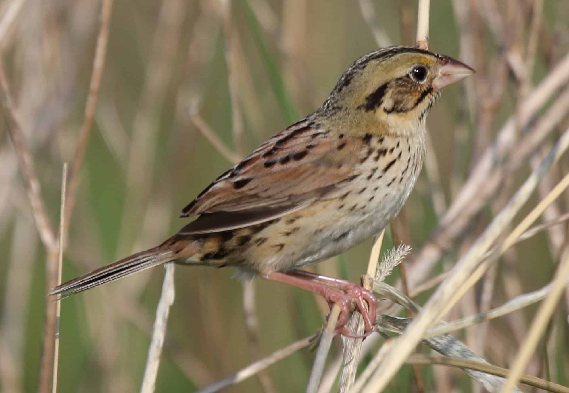 Henslows_Sparrow_(Ammodramus_henslowii)