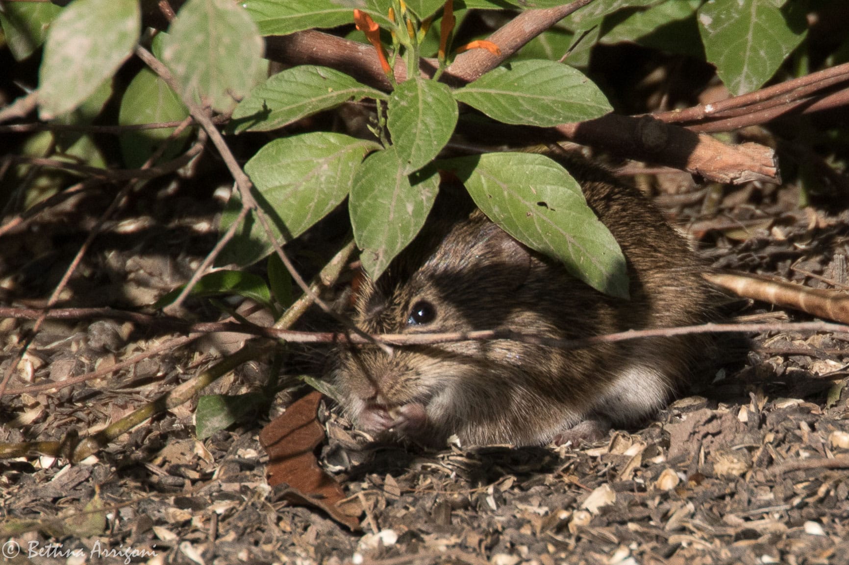 Hispid_Cotton_Rat