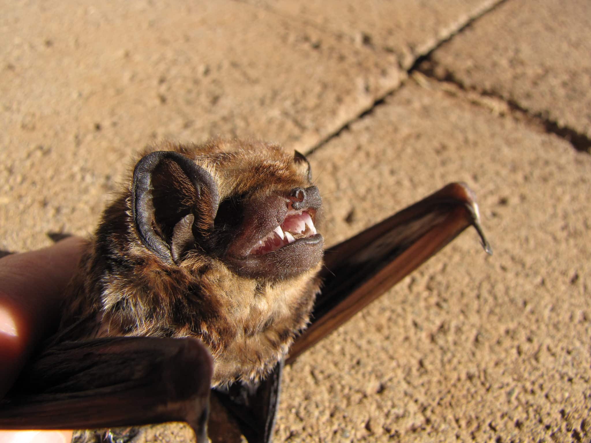Hoary_bat