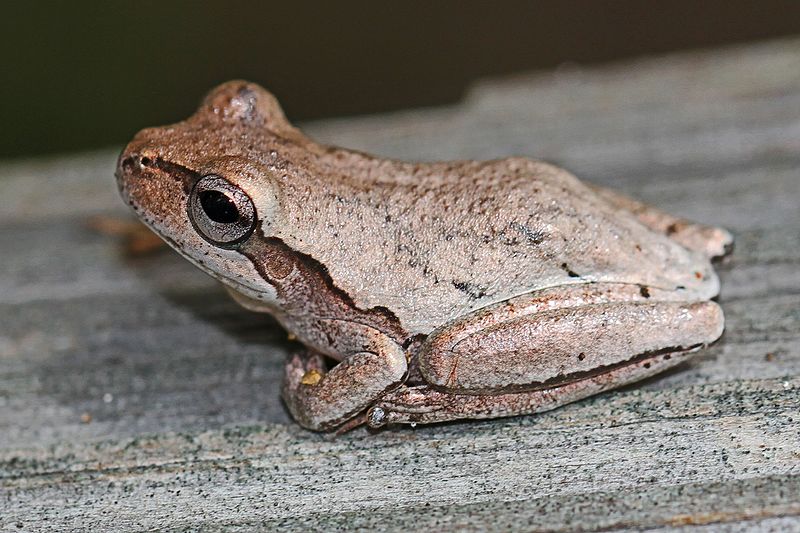 Hyla_femoralis