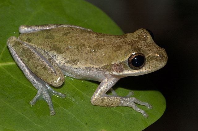 Hyla squirella